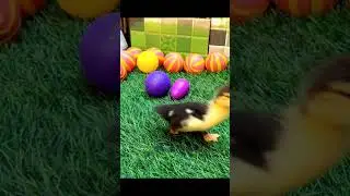 Cute Duckling #funny #duckling #duck