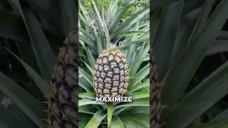 The Secret Behind Huge Pineapples