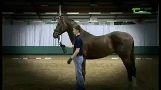 A guide to showing a horse in hand using the triangle for the 'Young Breeders Competition'