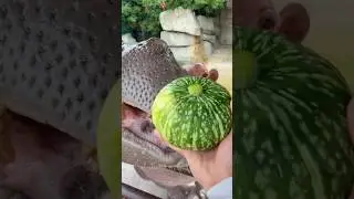 Cute Hippo eating pumpkin 🎃😝😍 #hippo #cute #hippopotamus #pumpkin #eating