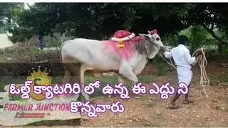Old catagory ongolu Bull......