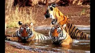 KHAWNGLUNG WILDLIFE SANCTUARY