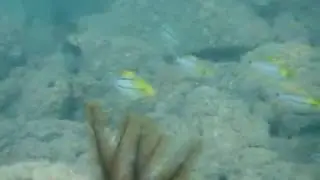 anisotremus virginicus 03.wmv