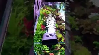 #aquarium #plantedtank #natureaquarium #gadgets #coolingfan #chihiros #art #beautiful #garden #fish