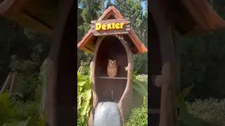 Buffy Fish Owl #cimorydairyland #cimoryonthevalley #cimorysemarang #wisatakeluarga #wisataanak