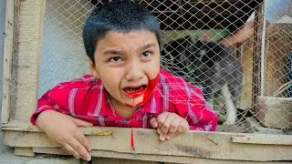 Ali khatarnak husky dogs 🐕 k cage me phans gaya 😭 || Ali zakhmi ho gaya 😳