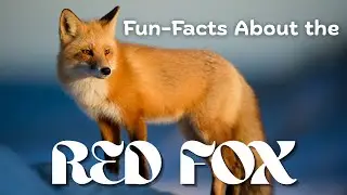 10 Mind Blowing Fun-Facts About The Red Fox #animals#redfox