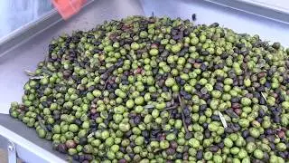 MINI200 OLIVE MILL COMPACT SPACESONIC