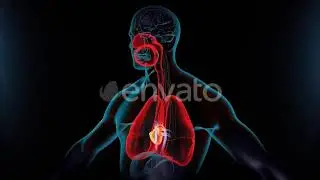 The Respiratory System 4K | Motion Graphics - Envato elements