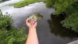 Game Warden Shows Up! 5 Species Caught With The Beetle Spin!