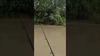 Spinning Fishing in Italy ( pesca al pesce siluro)