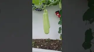 Big Upo or Bottle Gourd #big #bottlegourd #vegetables