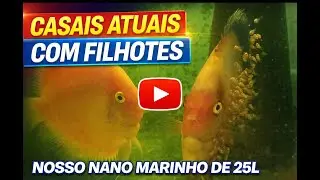 Acará-Disco a Todo Vapor na Estufa