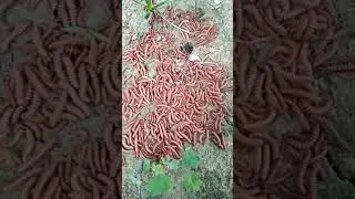 any one can identify this??  #youtube #shorts #biologylearningbymonikamaurya#biologylearning