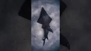 Wedge Fish swims nearby~ Shorts