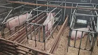 Saturday check up for our pregnant due to farrow with 14 days