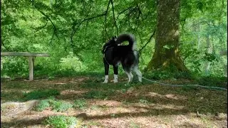 Husky besucht Fürstengrabhügel Hohmichele 💙 | 🐺 Husky Goraidh 🐾