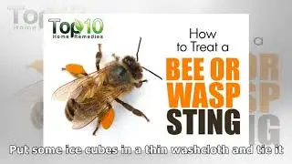How to Treat a Bee or Wasp Sting