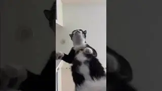 Love the sound Cat🐈😂| #azikboom #cat #funny #shorts #funnyvideo