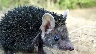 Hedgehog Rat amazing animal world best power full animal. super gyan motivation
