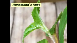 83. Hvordan bli kvitt bladlus