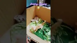Cat funny#cat#jumping jumping 😂#petlovers#catlovers what's app status#animallover #funny #cat