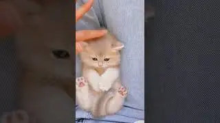 😍🥰 #lovelycats #catlover #kitten #kitty #pets #minikittens