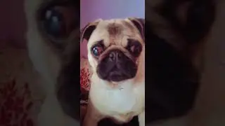 must watch | Noughty Pug yelping #TheBreeds #Dog #entertainment #Pug