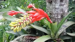 Brom&eacute;lia Aechmea nudicaulis em flora&ccedil;&atilde;o.