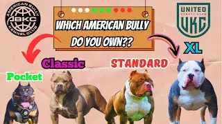 Американский булли и разные классы | Что вам нужно знать!