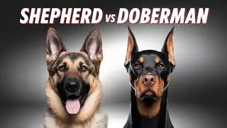 German shepherd vs Doberman fight comparison | Who is Real King