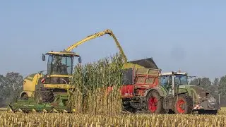 Mais hakselen 2021 |  Krone Big X 780 + 12 Rows | Bekkers Erp