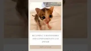 Becoming a Loving cat Parent #catparenting #catbehavior #cattraining #catlover #understandingcats