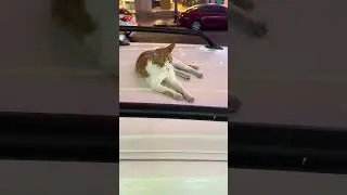 Chill Like a Cat: Dubai Street Vibes on a Toyota FJ Cruiser 🐾🇦🇪