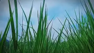 Mentahan Background Alam Rumput Bergerak Keren Video HD#SHORTS