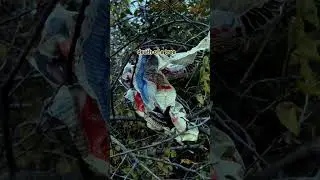 death of a tree  #death #forest #life #news