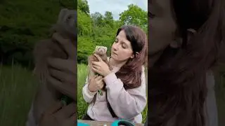 Meeting an obese ferret, uh no, a cat rather 🤣🤣🫶🏻 #ferret #ferrets #ferret #ferrets