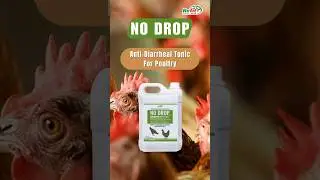 No Drop - Anti-Diarrheal Tonic For Poultry