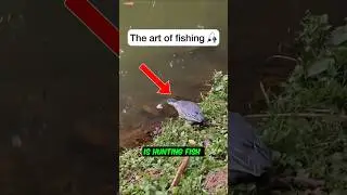 Striated Heron&rsquo;s Smart Fishing Technique! 😲
