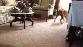 Dog doesn't like the robot vacuum