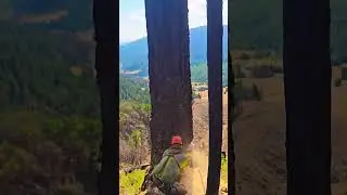 This tree was around 900 YEARS old  #funny #tiktok#tree #timber #chopin #viralvideo