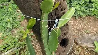 Mostrando os mangaritos e colhendo a primeira abóbora da horta nova 