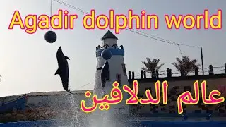 عالم الدلافين باكادير ،عروض رائعة للدلافين ثمن الدخول اوقات العمل ،معلومات مهمة عن الدلافين