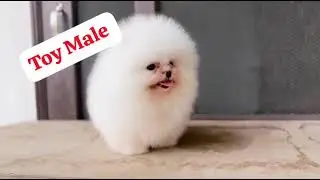 Toy pom tea ☕ size male puppy available #trending #reels