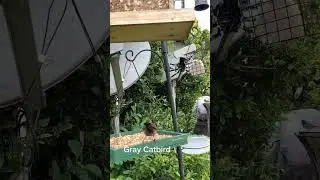 Mixxidea's bird feeder: Eco-Friendly Feeder, Beautiful Results