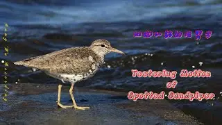 Teetering Motion of Spotted Sandpiper 斑胸矶鹬的摇臀步