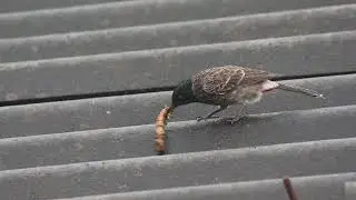 Red vented bulbul feeding behavior