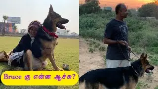 Bruce Health update | pet vlogs in Tamil |maha be positive