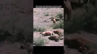 When the wolfs ate the goats of Yusuf's brothers 🔥 #shorts #history #islamichistory