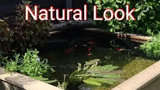 Transforming My Sleeper Pond with Water Plants
